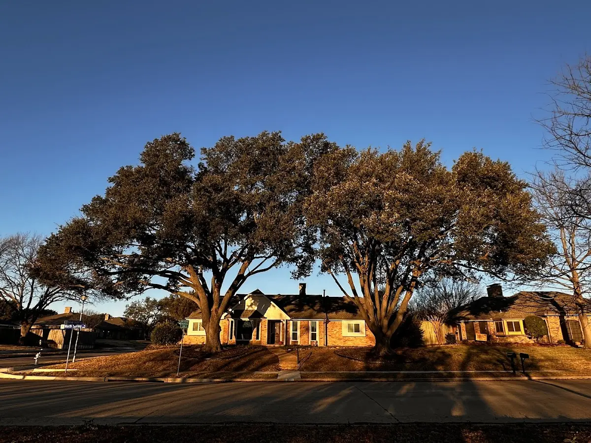 Established residential canopy tree shading a home in Mill Creek